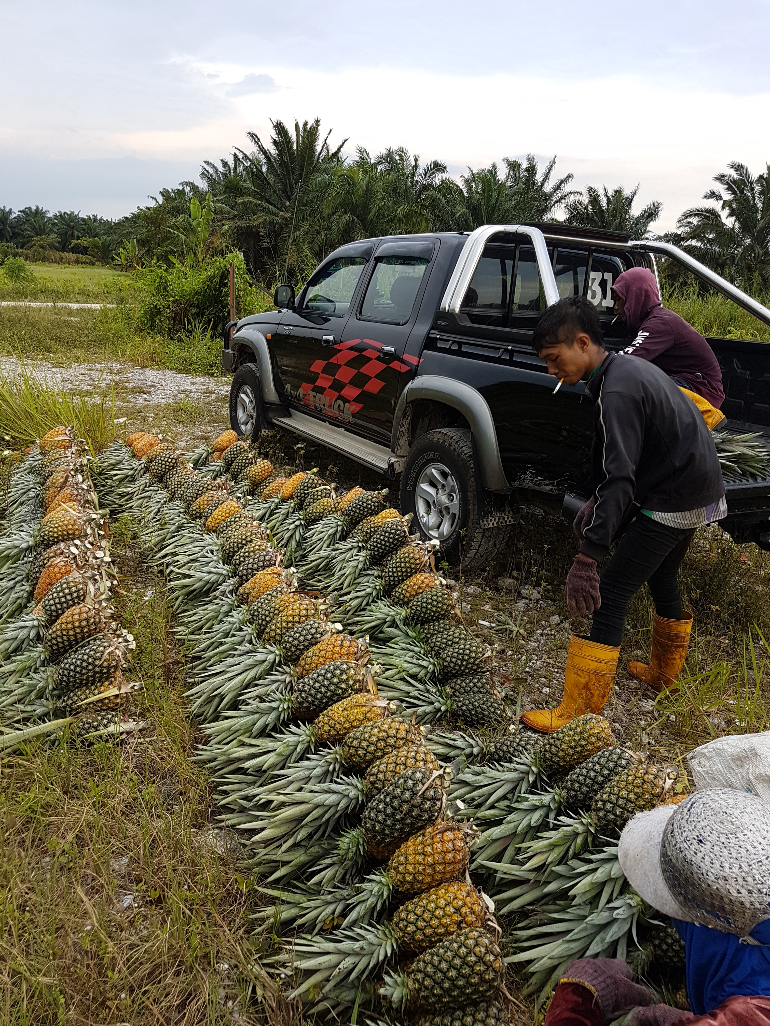 Harvesting Pineapples  