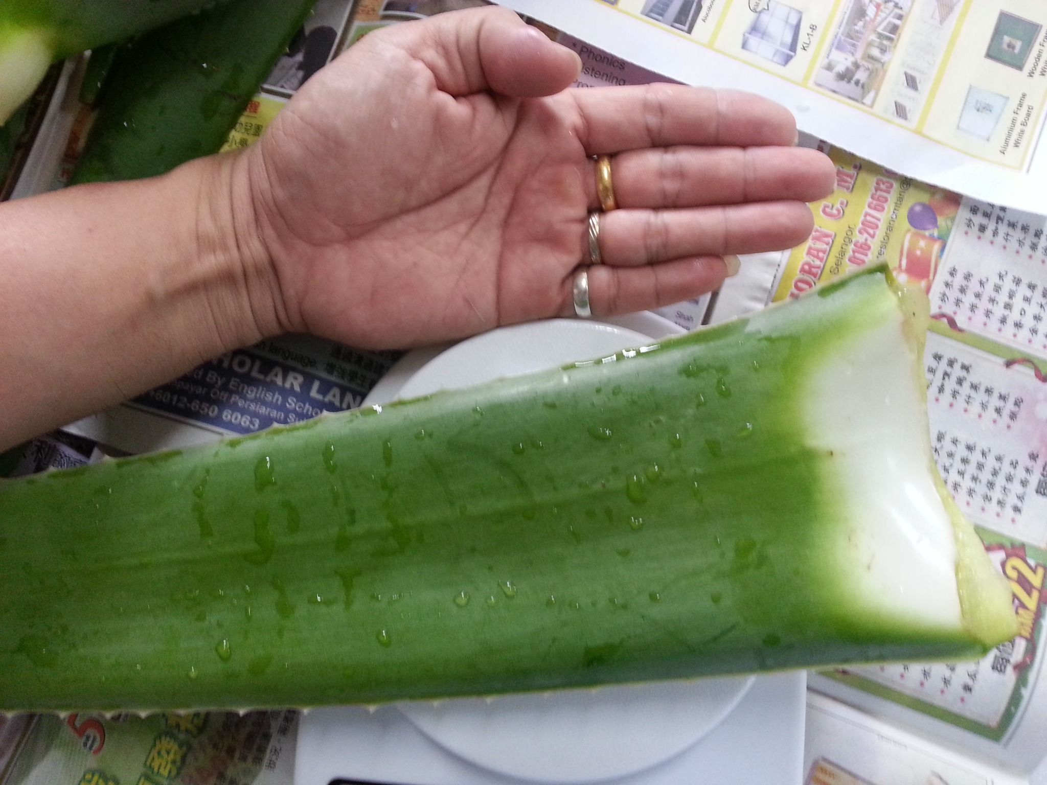 Aloe Vera — Lush, vigorous growth supported by nutrient-rich growing conditions.